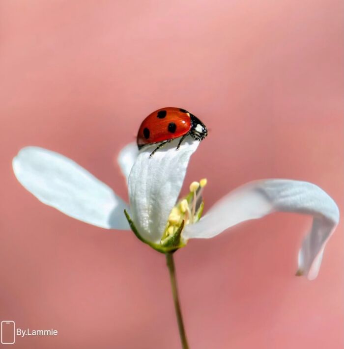 55 Fascinating Macro Photos Shared By This Page That Reveal Tiny Worlds Up Close