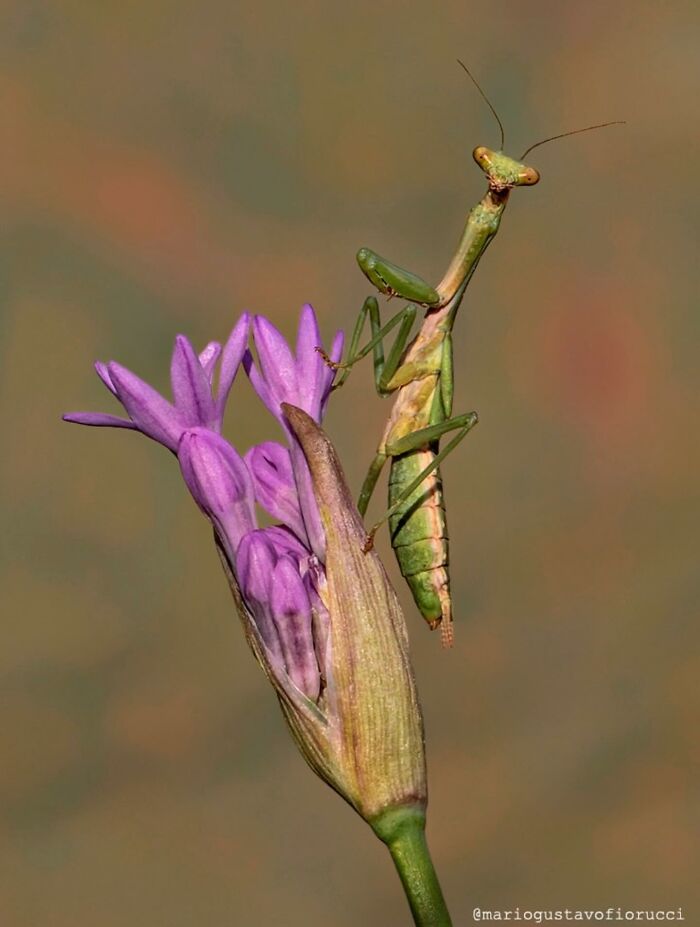 55 Fascinating Macro Photos Shared By This Page That Reveal Tiny Worlds Up Close