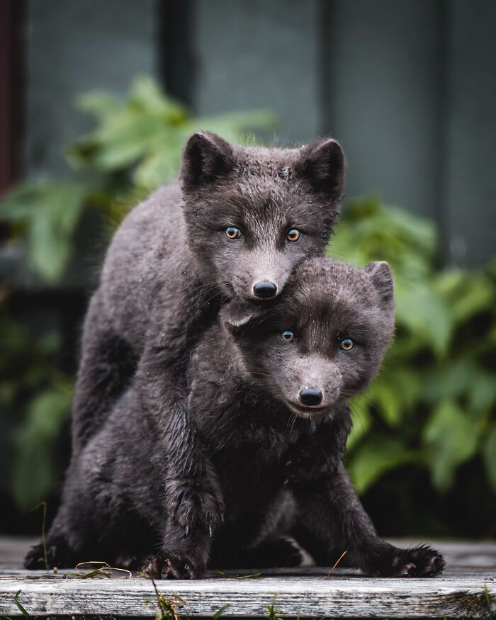 This Photographer Captures Iceland’s Domestic And Wild Animals In Their Natural Beauty (41 Pics)