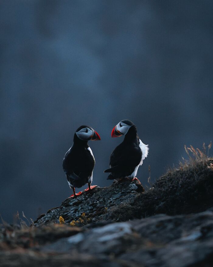 This Photographer Captures Iceland’s Domestic And Wild Animals In Their Natural Beauty (41 Pics)