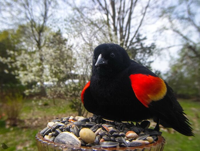 This Photographer’s Backyard Bird Camera Turns Tiny Visitors Into Hilarious Little Celebrities (30 New Pics)- Interview