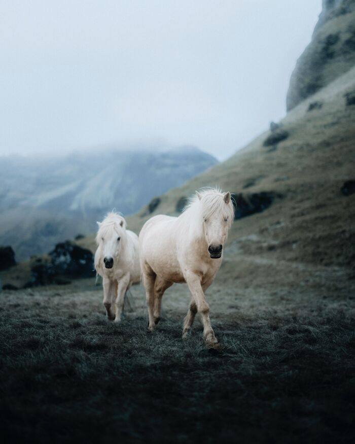 This Photographer Captures Iceland’s Domestic And Wild Animals In Their Natural Beauty (41 Pics)