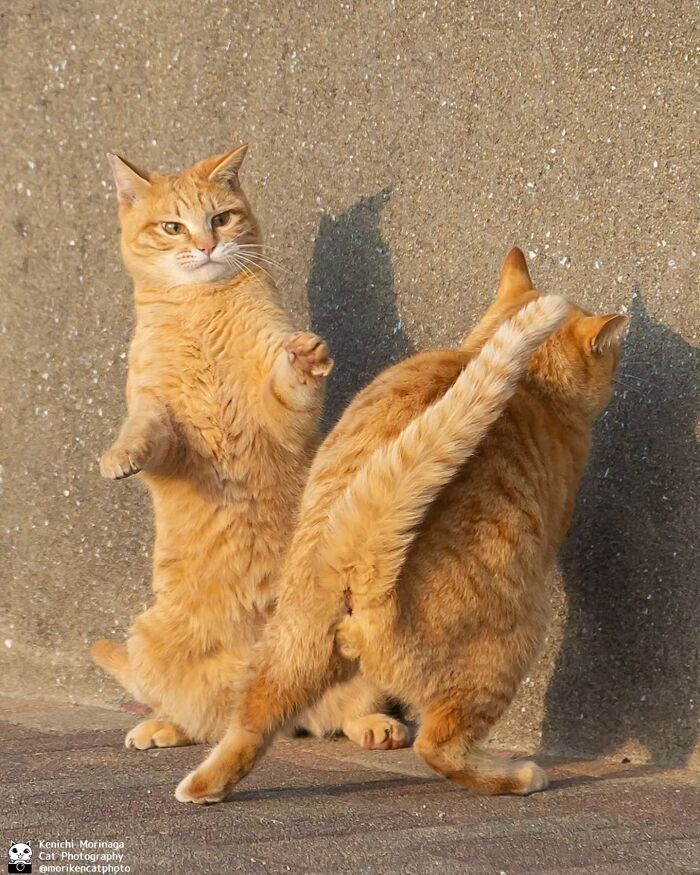 This Photographer Captured Exactly Why Cats Are So Endlessly Entertaining (50 New Pics)