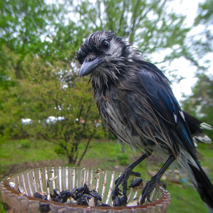 This Photographer’s Backyard Bird Camera Turns Tiny Visitors Into Hilarious Little Celebrities (30 New Pics)- Interview