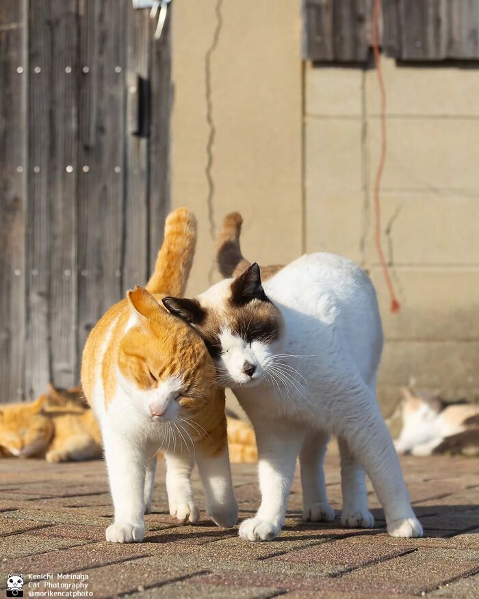 This Photographer Captured Exactly Why Cats Are So Endlessly Entertaining (50 New Pics)