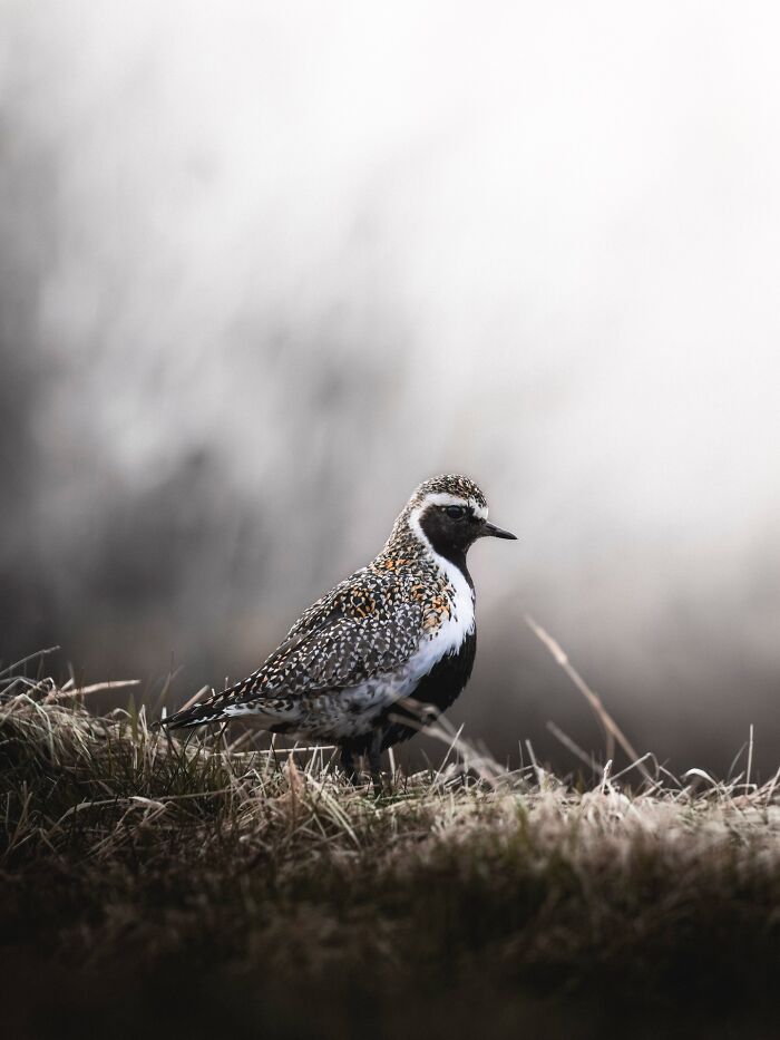 This Photographer Captures Iceland’s Domestic And Wild Animals In Their Natural Beauty (41 Pics)