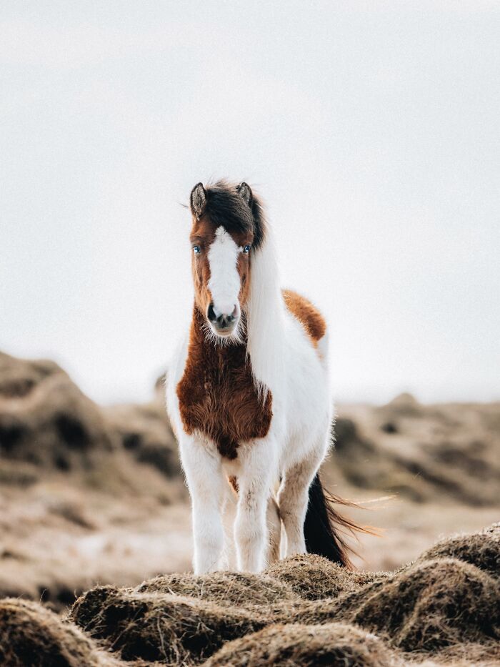 This Photographer Captures Iceland’s Domestic And Wild Animals In Their Natural Beauty (41 Pics)