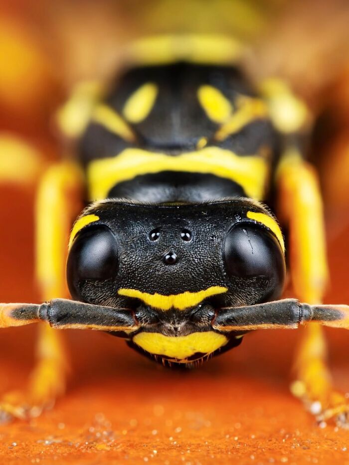 55 Fascinating Macro Photos Shared By This Page That Reveal Tiny Worlds Up Close