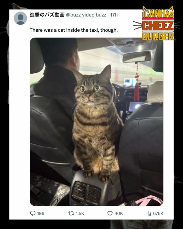 41 Cat Posts Shared By This Page That Are Funny, Sweet, And Spot On