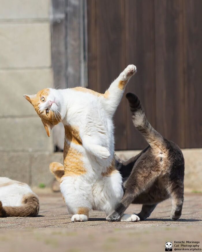 This Photographer Captured Exactly Why Cats Are So Endlessly Entertaining (50 New Pics)
