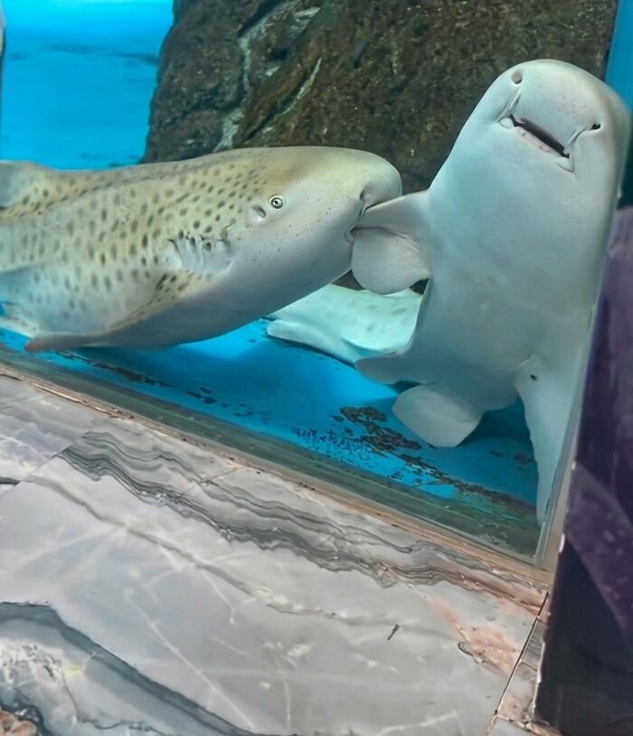 These Important Animal Pics Are Here To Make Your Day A Little Better (37 New Pics)