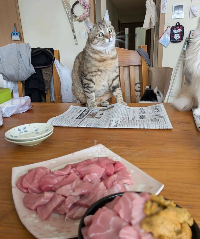 These Important Animal Pics Are Here To Make Your Day A Little Better (37 New Pics)