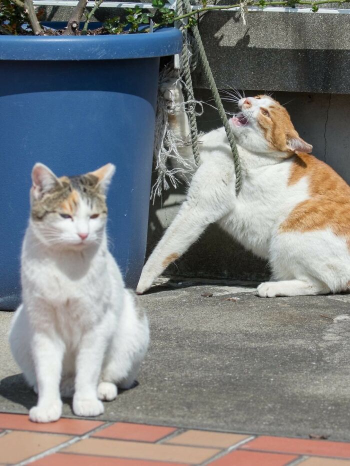 These Important Animal Pics Are Here To Make Your Day A Little Better (37 New Pics)