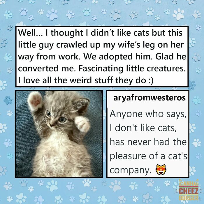 41 Cat Posts Shared By This Page That Are Funny, Sweet, And Spot On