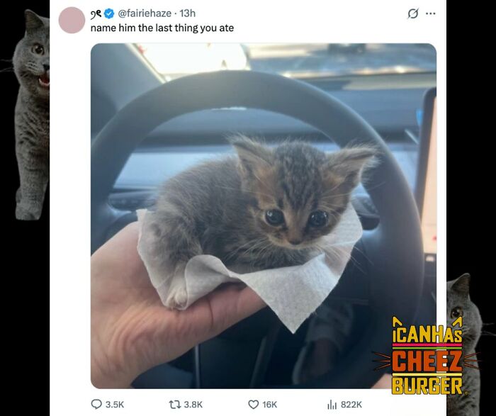 41 Cat Posts Shared By This Page That Are Funny, Sweet, And Spot On