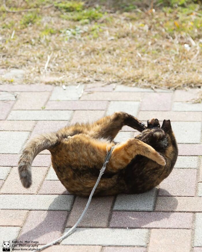 This Photographer Captured Exactly Why Cats Are So Endlessly Entertaining (50 New Pics)