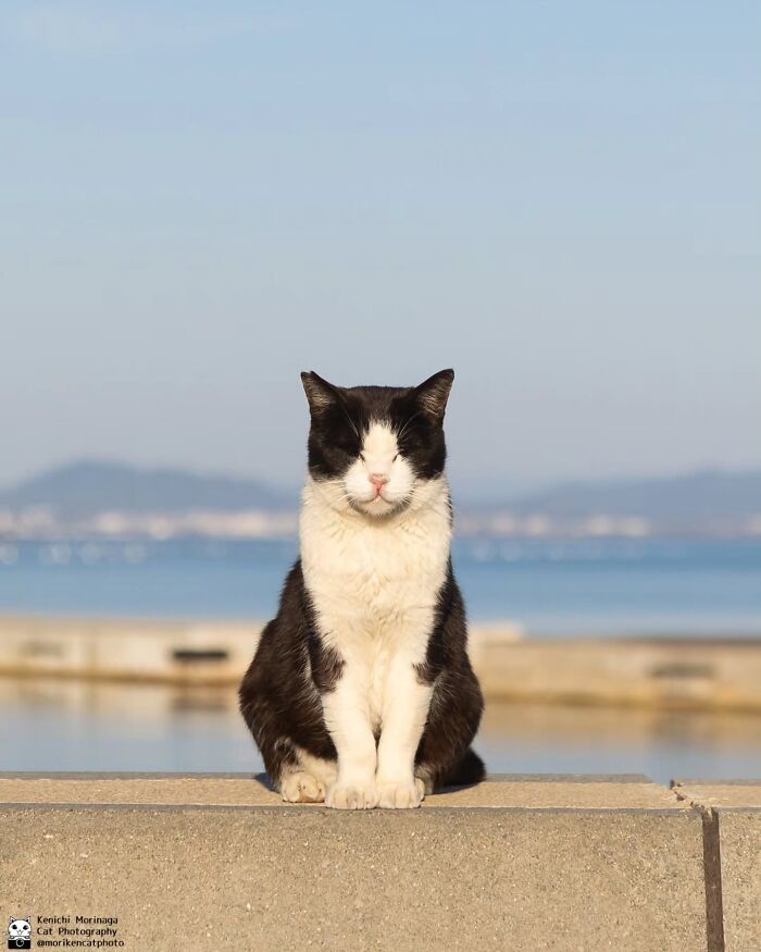 This Photographer Captured Exactly Why Cats Are So Endlessly Entertaining (50 New Pics)
