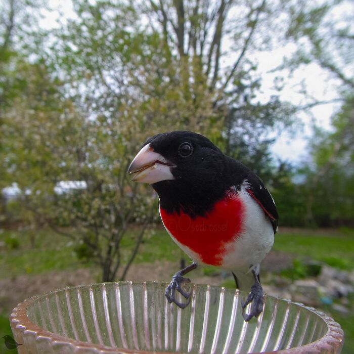 This Photographer’s Backyard Bird Camera Turns Tiny Visitors Into Hilarious Little Celebrities (30 New Pics)- Interview
