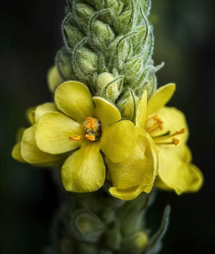 55 Fascinating Macro Photos Shared By This Page That Reveal Tiny Worlds Up Close