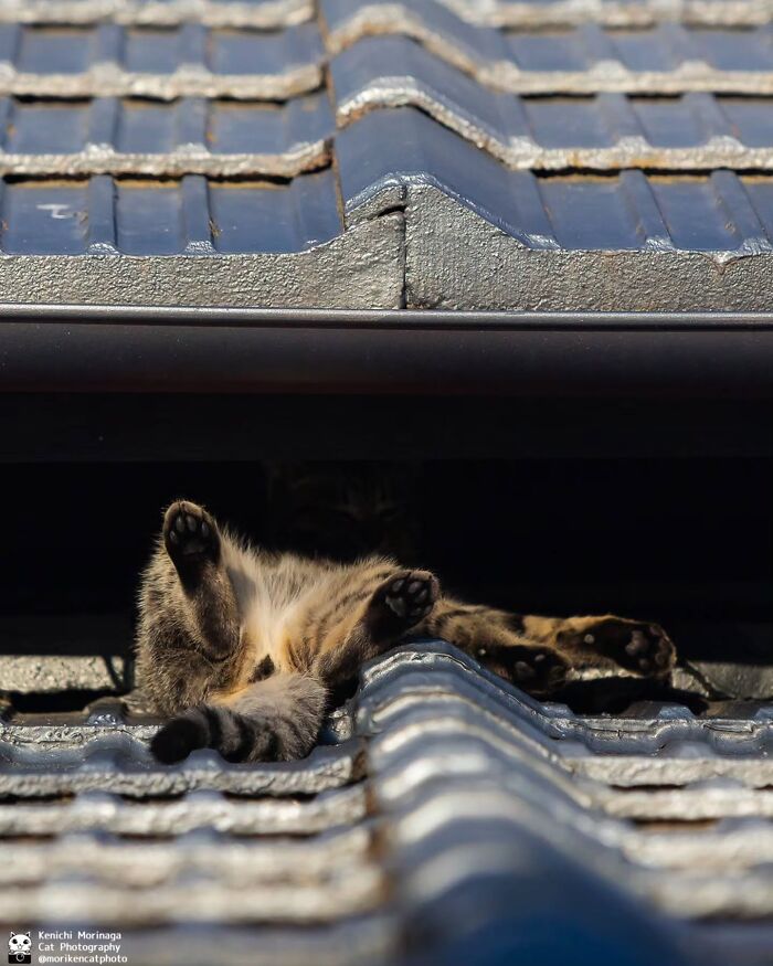 This Photographer Captured Exactly Why Cats Are So Endlessly Entertaining (50 New Pics)