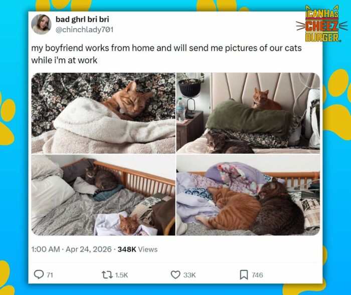 41 Cat Posts Shared By This Page That Are Funny, Sweet, And Spot On