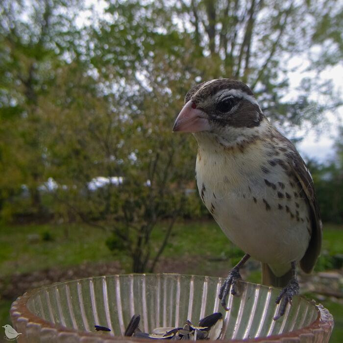 This Photographer’s Backyard Bird Camera Turns Tiny Visitors Into Hilarious Little Celebrities (30 New Pics)- Interview