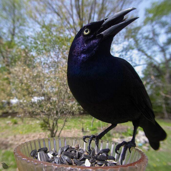 This Photographer’s Backyard Bird Camera Turns Tiny Visitors Into Hilarious Little Celebrities (30 New Pics)- Interview