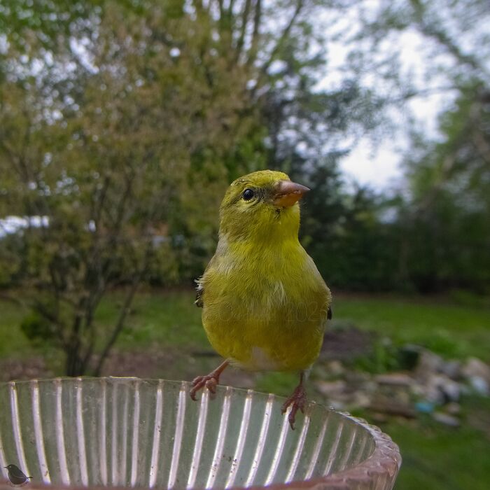 This Photographer’s Backyard Bird Camera Turns Tiny Visitors Into Hilarious Little Celebrities (30 New Pics)- Interview