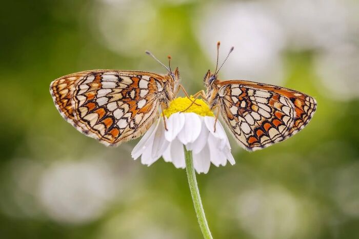 55 Fascinating Macro Photos Shared By This Page That Reveal Tiny Worlds Up Close