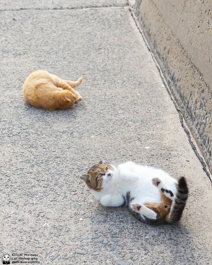 This Photographer Captured Exactly Why Cats Are So Endlessly Entertaining (50 New Pics)