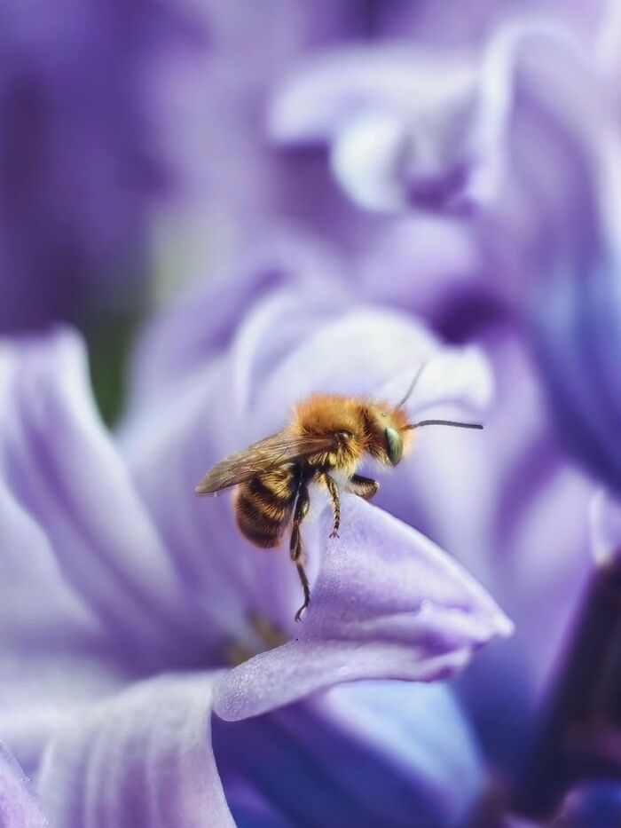 55 Fascinating Macro Photos Shared By This Page That Reveal Tiny Worlds Up Close