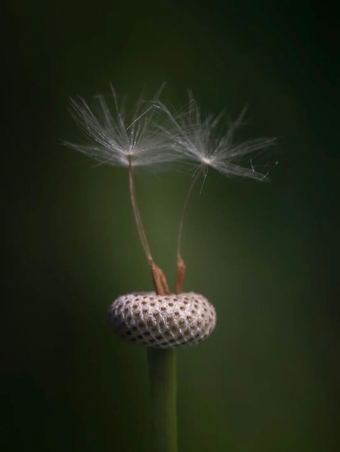55 Fascinating Macro Photos Shared By This Page That Reveal Tiny Worlds Up Close