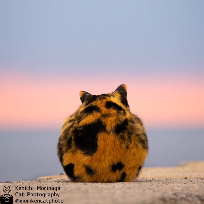 This Photographer Captured Exactly Why Cats Are So Endlessly Entertaining (50 New Pics)