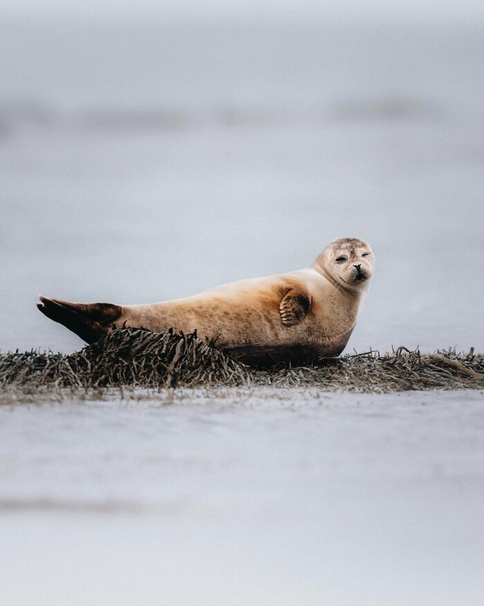This Photographer Captures Iceland’s Domestic And Wild Animals In Their Natural Beauty (41 Pics)