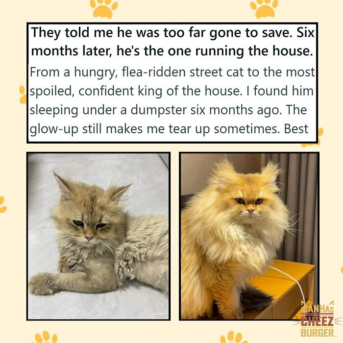41 Cat Posts Shared By This Page That Are Funny, Sweet, And Spot On