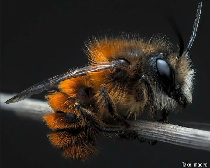 55 Fascinating Macro Photos Shared By This Page That Reveal Tiny Worlds Up Close
