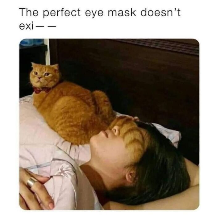 41 Cat Posts Shared By This Page That Are Funny, Sweet, And Spot On