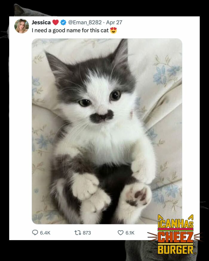 41 Cat Posts Shared By This Page That Are Funny, Sweet, And Spot On