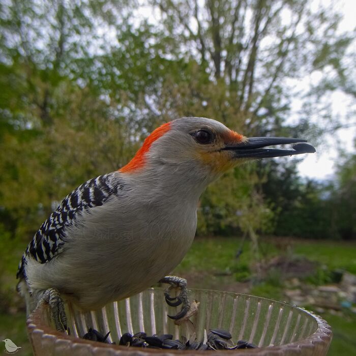This Photographer’s Backyard Bird Camera Turns Tiny Visitors Into Hilarious Little Celebrities (30 New Pics)- Interview