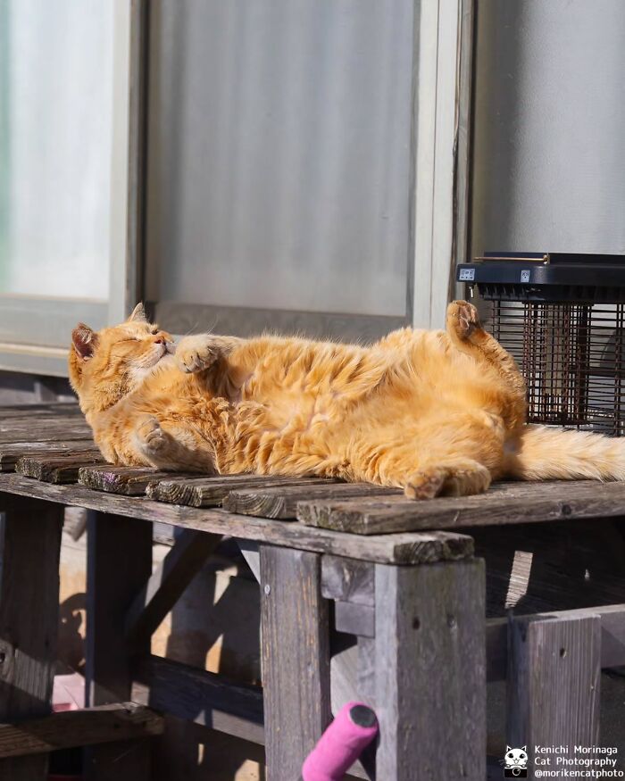 This Photographer Captured Exactly Why Cats Are So Endlessly Entertaining (50 New Pics)