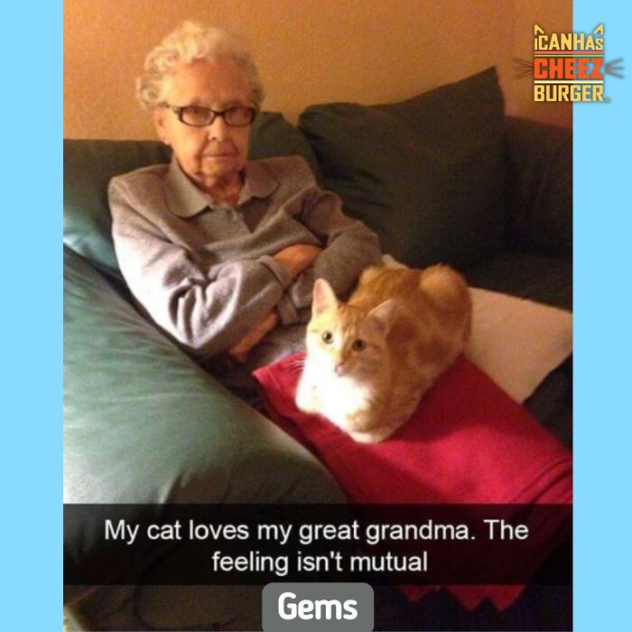 41 Cat Posts Shared By This Page That Are Funny, Sweet, And Spot On