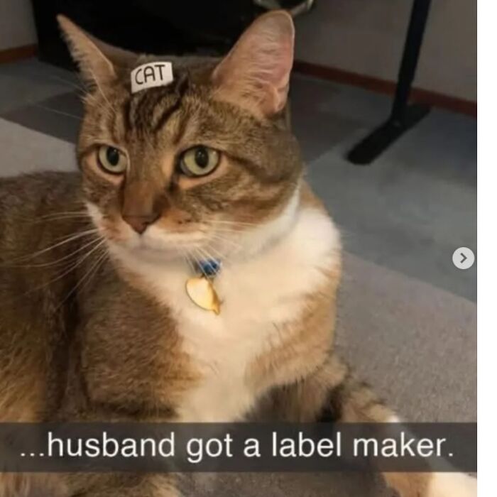 41 Cat Posts Shared By This Page That Are Funny, Sweet, And Spot On