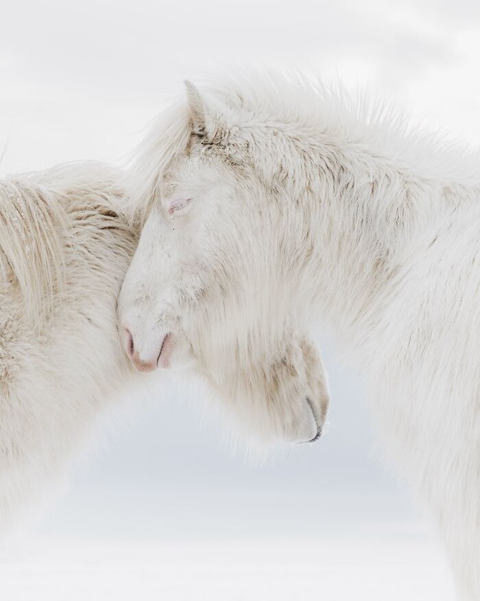 This Photographer Captures Iceland’s Domestic And Wild Animals In Their Natural Beauty (41 Pics)