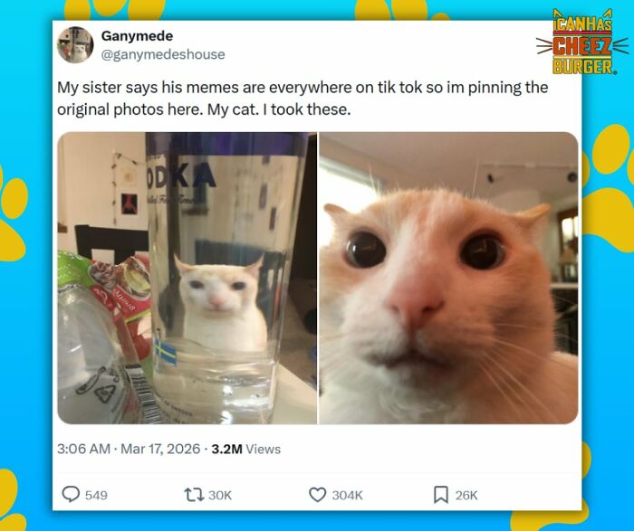 41 Cat Posts Shared By This Page That Are Funny, Sweet, And Spot On