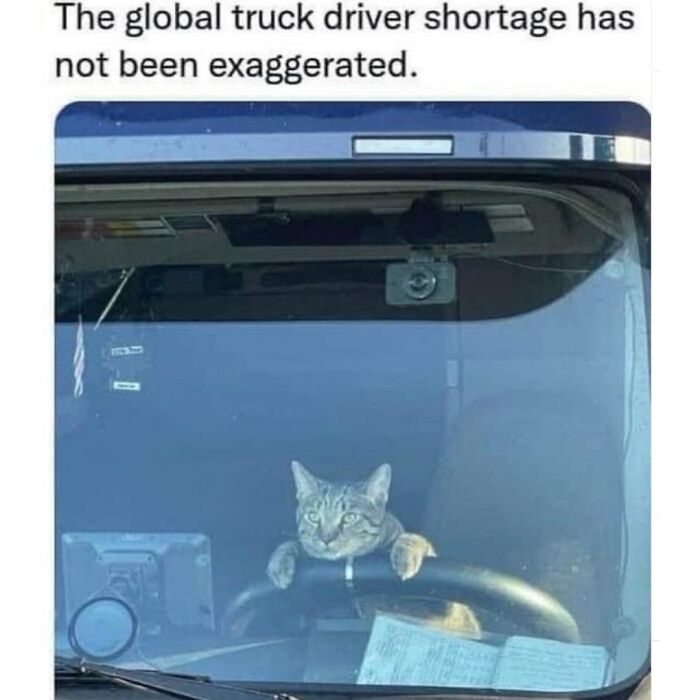 41 Cat Posts Shared By This Page That Are Funny, Sweet, And Spot On