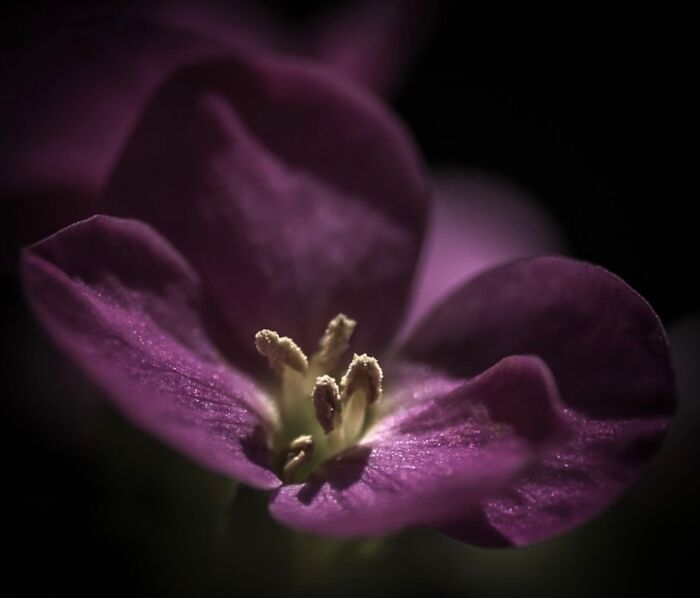 55 Fascinating Macro Photos Shared By This Page That Reveal Tiny Worlds Up Close