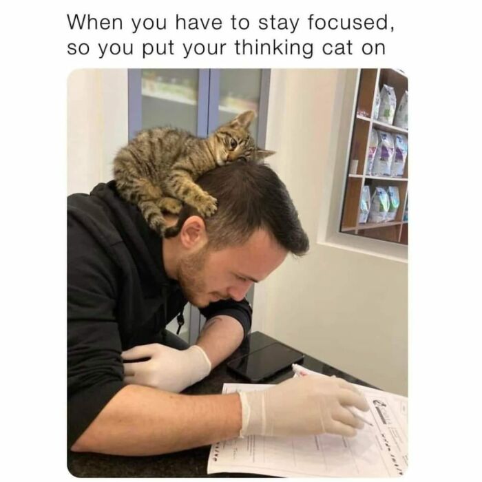 41 Cat Posts Shared By This Page That Are Funny, Sweet, And Spot On