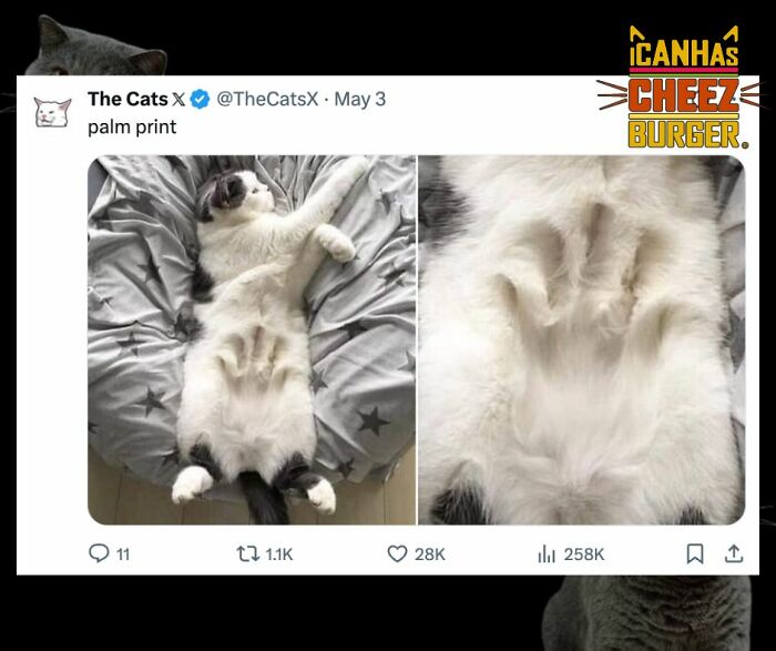 41 Cat Posts Shared By This Page That Are Funny, Sweet, And Spot On