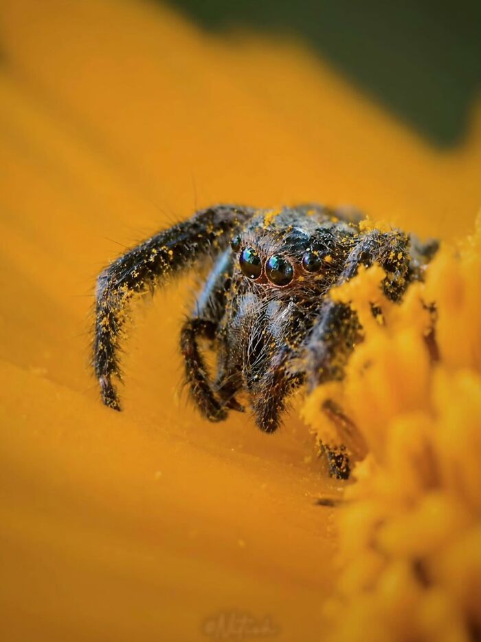 55 Fascinating Macro Photos Shared By This Page That Reveal Tiny Worlds Up Close
