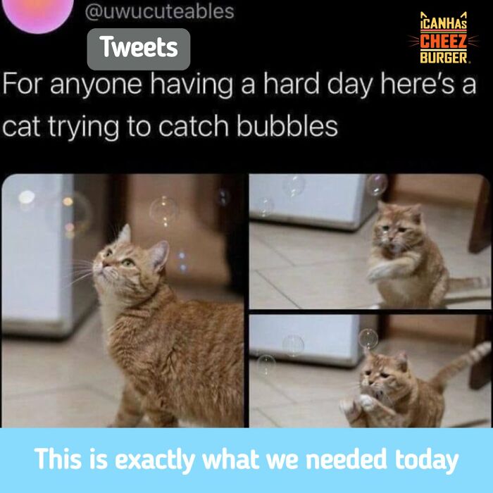 41 Cat Posts Shared By This Page That Are Funny, Sweet, And Spot On